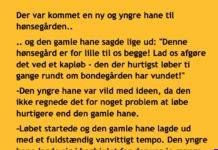 En yngre hane var kommet til hønsegĂĄrden….
